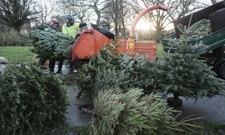 Christmas tree recycling in Catford, Lewisham, South London