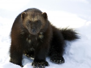 Wolverines Need Federal Protection Now! – Environment People Law