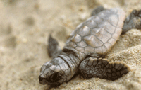 Loggerhead sea turtle hatchling, © USFWS