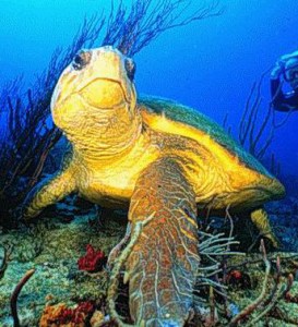 Loggerhead sea turtle, © NOAA