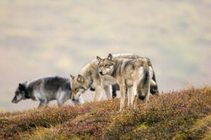 Alaska wolf pack, © Gary Schultz/National Geographic Stock