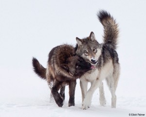 Wolves, © Eilish Palmer