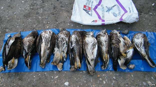 Dead buzzards