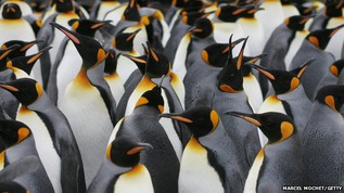 A colony of king penguins