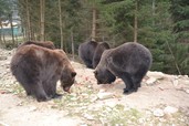 НПП "Синевир" отримав 3 тонни вівса для Реабілітаційного центру бурих ведмедів від миколаївських спонсорів