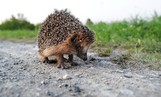 A hedgehog sits on a track near Hanover-Wuelferode, central Germany, on August 12, 2012. To protect their body, hedgehogs have around 5,000 spines on average.