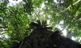 A Brazil nut tree, one of the dominant species in the Amazon, where trees appear to be dying younger.