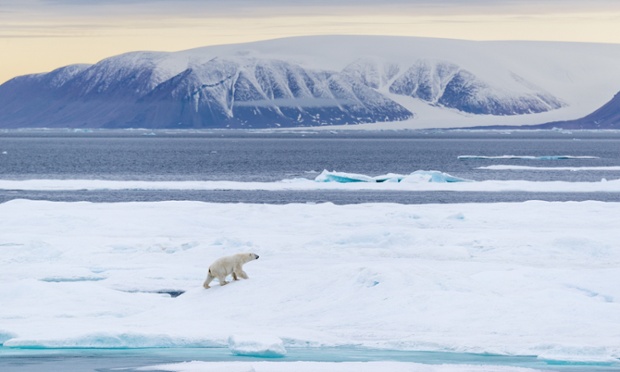Polar bear in the Canadian High Arctic