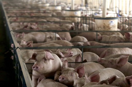 In this photo taken Nov. 11. 2015, a barn full of pigs are fill pens at Seabord Foods' Ladder Creek hog feeding operation near Tribune, Kan. The operation is the nation's second largest confined hog feeding farm and the company is set to build another site nearby if granted a permit by the state. The company is pumping wells that had been idled for a decade. Environmentalists and some residents fear that instead of preserving the remaining water for residents, the county will be a desert once the hogs and the water are long gone. (AP Photo/Charlie Riedel)