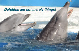 dolphin-with-rake-marks