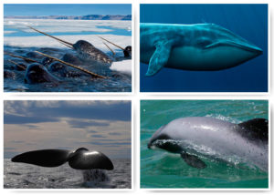 samye-redkie-morskie-mlekopitayushhie-00