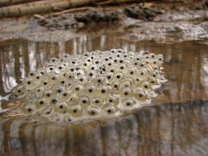 ikra-trytona-karpatskogo-v-dorozhnij-koliyi