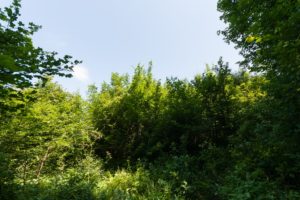 imag100719_3