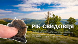 17-netopyr-natuziusa-pipistrellus-nathusii