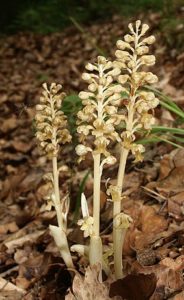 neottia_nidus-avis_plants
