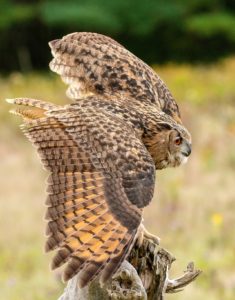 1280px-eurasian_eagle_owl