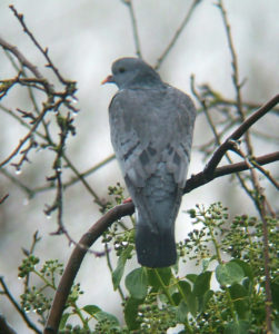 columba_oenas0