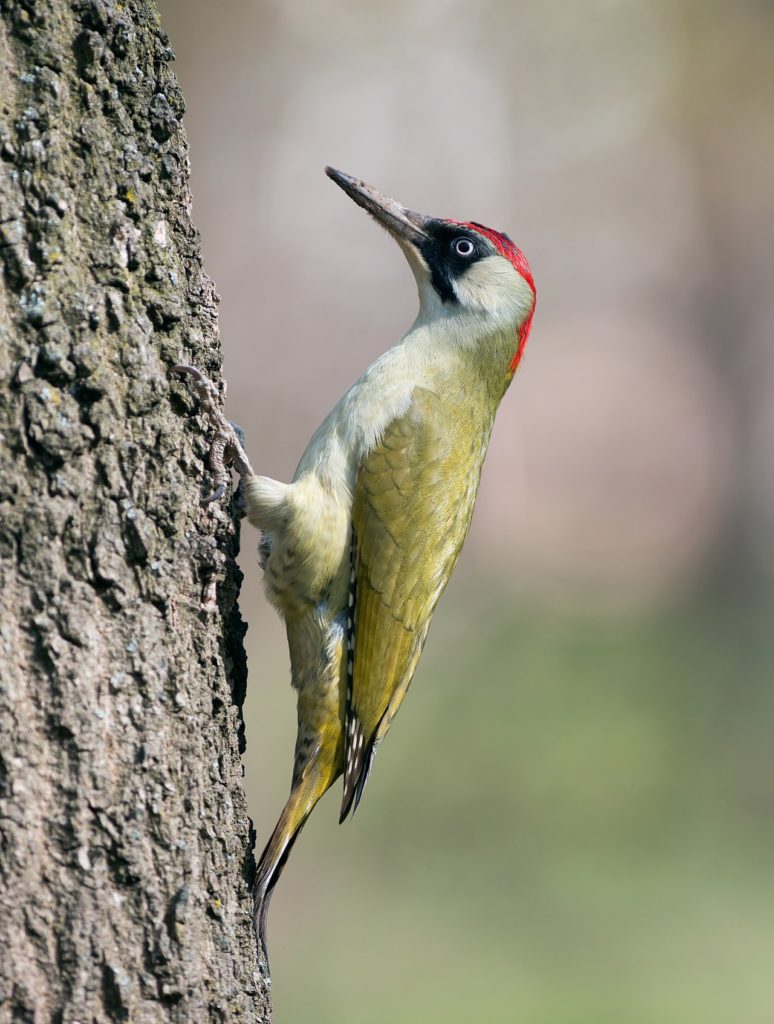 European green woodpecker (Picus viridis)
