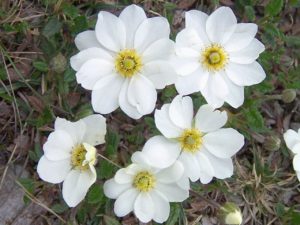dryas_octopetala_a4